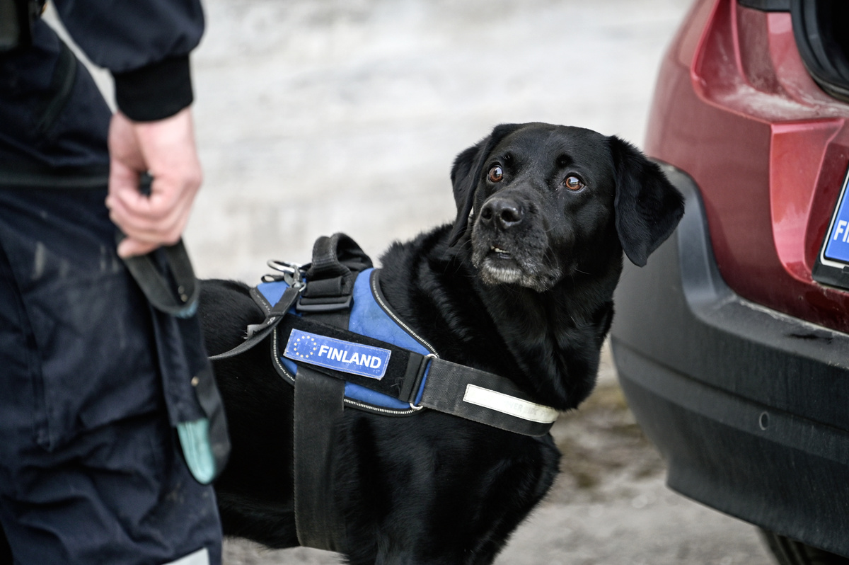 Musta labradorinnoutaja seisoo ulkona ihmisen ja auton välissä.