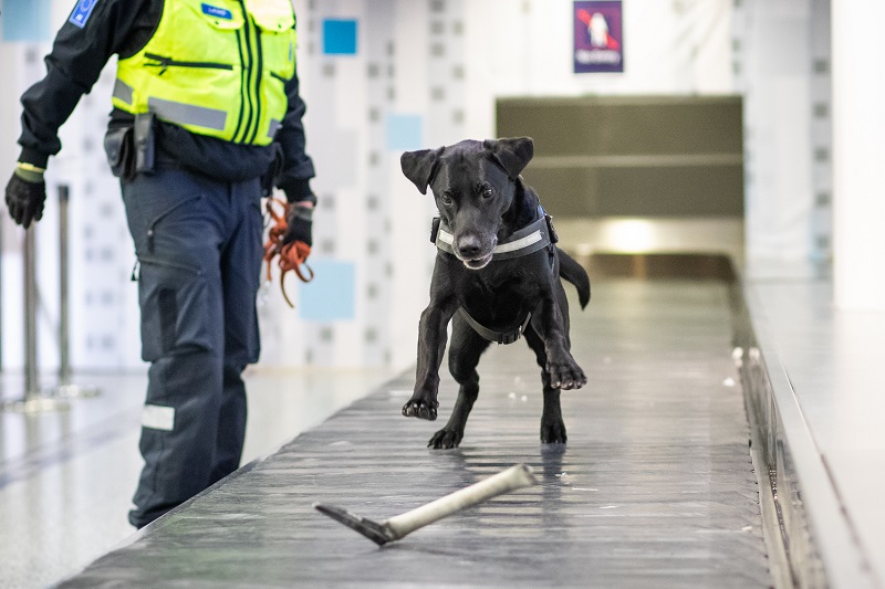 Musta labradorinnoutaja katsoo liukuhihnalla edessään olevaa kapulaa. Koiranohjaaja seisoo hihnan vieressä.