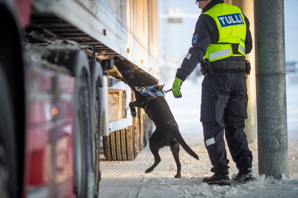 Savukekoira Vimma on työssä tarmokas ja luotettava.