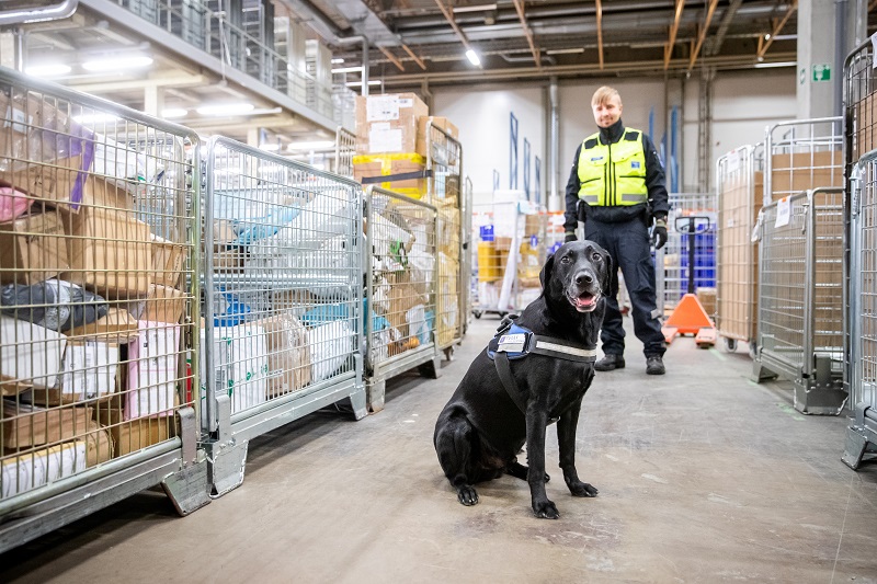 Musta labradorinnoutaja istuu tilassa, jossa on postipaketteja häkkilaatikoissa. Taustalla koiranohjaaja.