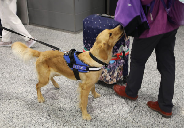 The Customs food detection dog sniffing travellers’ coats. 