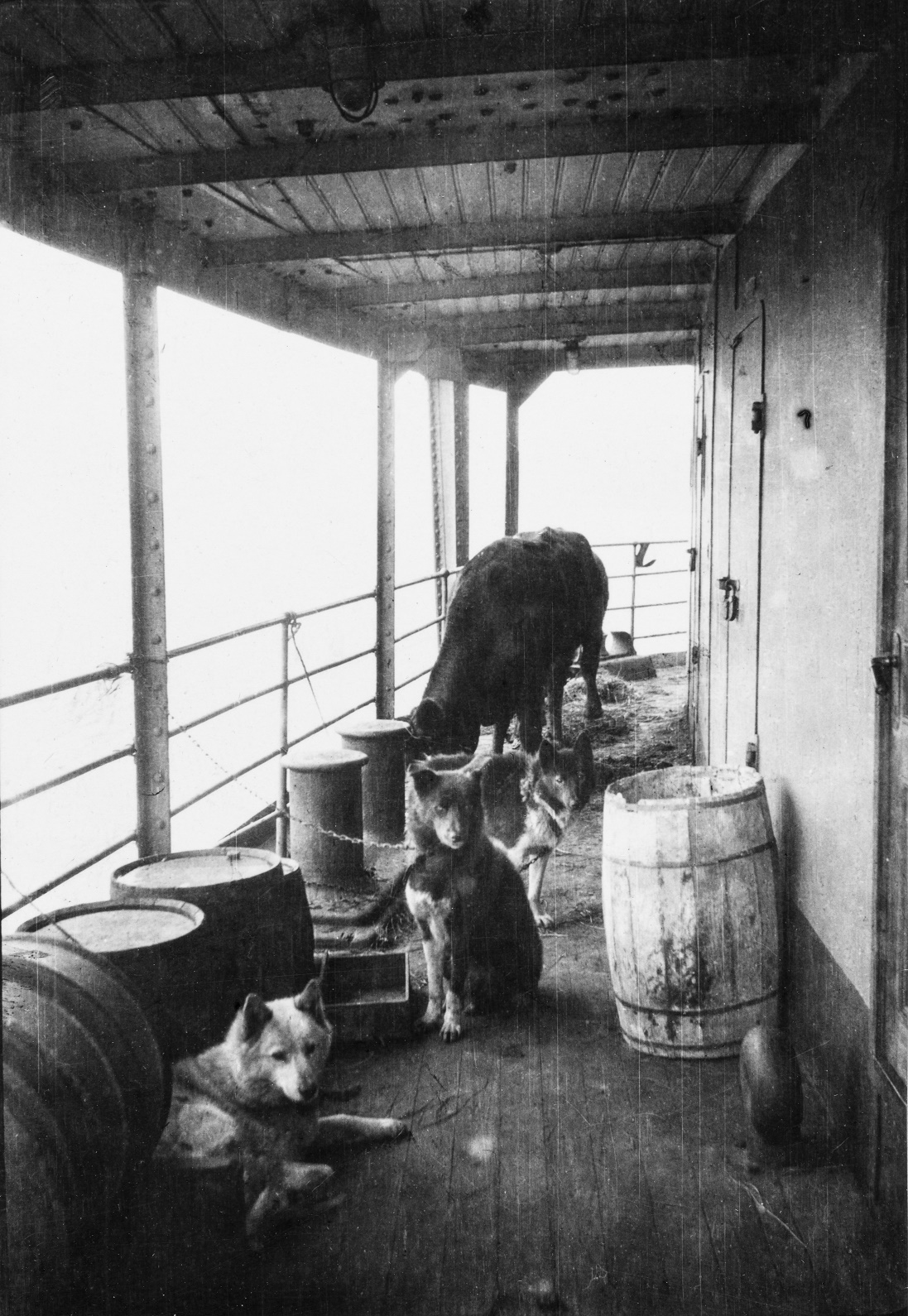 Rekikoiria ja lehmä pitkänmatkan laivan kannella vuosina 1917–19