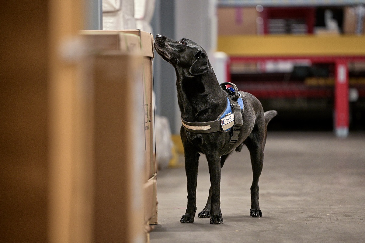 En svart labradorretriever nosar på papplådor. 