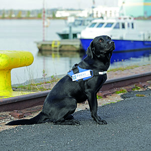 Elli, labradorinnoutaja