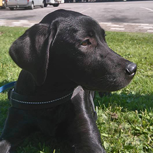 Heila, labradorinnoutaja