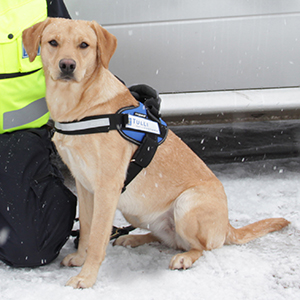 Hero, labradorinnoutaja