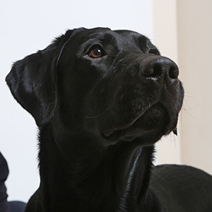 Hyrrä, labradorinnoutaja