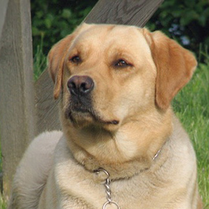 Julle, labradorinnoutaja