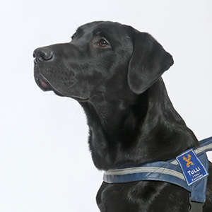 Jussi, labradorinnoutaja