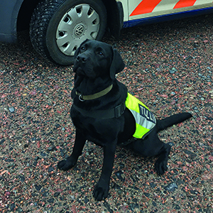 Jutta, labradorinnoutaja