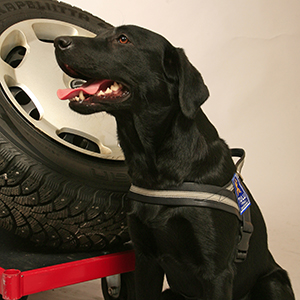 Kira, labradorinnoutaja