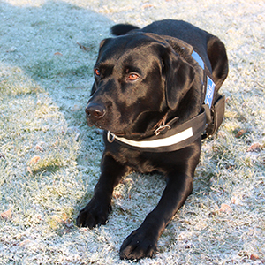 Lexi, labradorinnoutaja