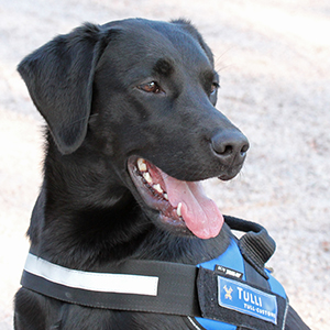 Lysti, labradorinnoutaja