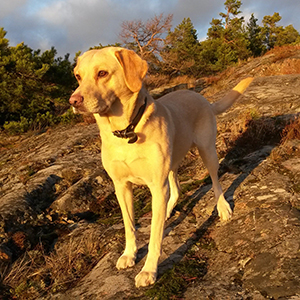 Malte, labradorinnoutaja