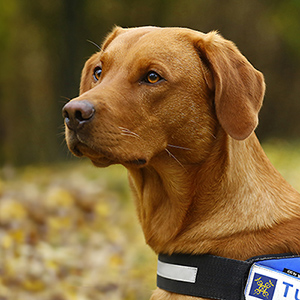 Manu, labradorinnoutaja