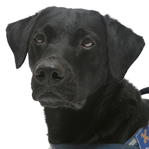 Mara, labradorinnoutaja