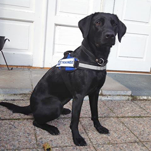 Miina, labradorinnoutaja