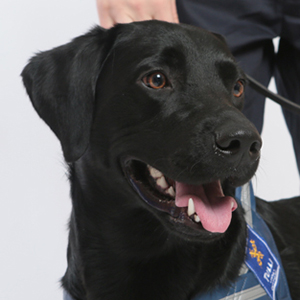 Renni, labradorinnoutaja