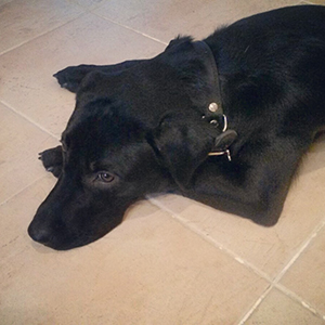 Riku, labradorinnoutaja