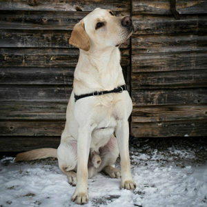 Samu, labradorinnoutaja