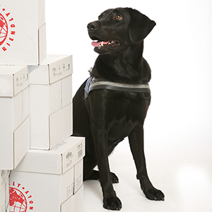 Tara, labradorinnoutaja