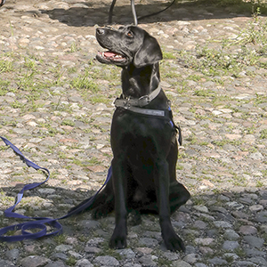 Toma, labradorinnoutaja