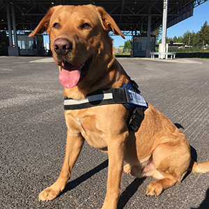 Welmu, labradorinnoutaja